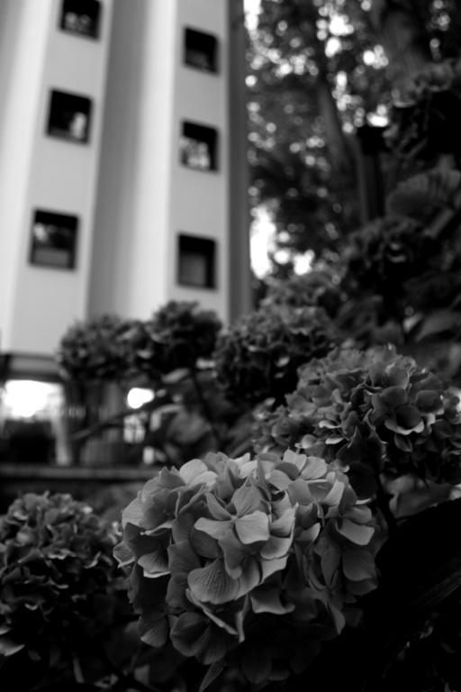 Hotel Tximista Estella Bagian luar foto